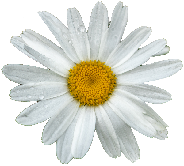 chamomile-flower